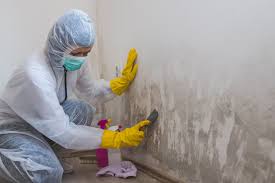 Best Basement Mold Removal  in Provo, UT